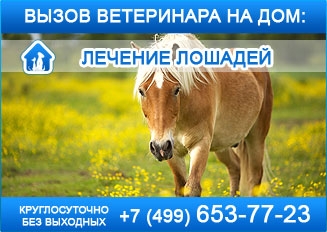 Ветеринар на дом, лечение лошадей