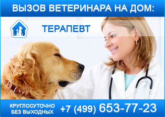Ветеринар-терапевт