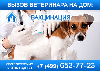 Ветеринар-уролог